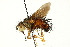  ( - CNC DIPTERA 162348)  @11 [ ] CreativeCommons - Attribution (2012) CNC/CBG Photography Group Centre for Biodiversity Genomics