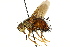  ( - CNC DIPTERA 162349)  @11 [ ] CreativeCommons - Attribution (2012) CNC/CBG Photography Group Centre for Biodiversity Genomics