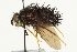  ( - CNC DIPTERA 162356)  @13 [ ] CreativeCommons - Attribution (2012) CNC/CBG Photography Group Centre for Biodiversity Genomics