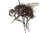  ( - CNC DIPTERA 162388)  @13 [ ] CreativeCommons - Attribution (2012) CNC/CBG Photography Group Centre for Biodiversity Genomics