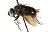  ( - CNC DIPTERA 162396)  @11 [ ] CreativeCommons - Attribution (2012) CNC/CBG Photography Group Centre for Biodiversity Genomics
