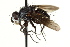  (Trichophora sp. 2 - CNC DIPTERA 162397)  @13 [ ] CreativeCommons - Attribution (2012) CNC/CBG Photography Group Centre for Biodiversity Genomics