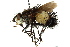  (Xanthoepalpus Janzen8600 - CNC DIPTERA 162399)  @11 [ ] CreativeCommons - Attribution (2012) CNC/CBG Photography Group Centre for Biodiversity Genomics