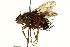  (Rhynchoepalpus - CNC DIPTERA 162427)  @11 [ ] CreativeCommons - Attribution (2012) CNC/CBG Photography Group Centre for Biodiversity Genomics