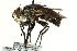  ( - CNC DIPTERA 162451)  @14 [ ] CreativeCommons - Attribution (2012) CNC/CBG Photography Group Centre for Biodiversity Genomics