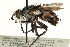  ( - CNC DIPTERA 162453)  @13 [ ] CreativeCommons - Attribution (2012) CNC/CBG Photography Group Centre for Biodiversity Genomics