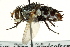  ( - CNC DIPTERA 162454)  @14 [ ] CreativeCommons - Attribution (2012) CNC/CBG Photography Group Centre for Biodiversity Genomics