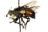  ( - CNC DIPTERA 162458)  @14 [ ] CreativeCommons - Attribution (2012) CNC/CBG Photography Group Centre for Biodiversity Genomics
