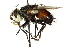  ( - CNC DIPTERA 162459)  @14 [ ] CreativeCommons - Attribution (2012) CNC/CBG Photography Group Centre for Biodiversity Genomics