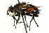  ( - CNC DIPTERA 162460)  @14 [ ] CreativeCommons - Attribution (2012) CNC/CBG Photography Group Centre for Biodiversity Genomics