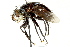  ( - CNC DIPTERA 162462)  @13 [ ] CreativeCommons - Attribution (2012) CNC/CBG Photography Group Centre for Biodiversity Genomics