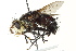  ( - CNC DIPTERA 162463)  @13 [ ] CreativeCommons - Attribution (2012) CNC/CBG Photography Group Centre for Biodiversity Genomics