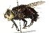  ( - CNC DIPTERA 162464)  @13 [ ] CreativeCommons - Attribution (2012) CNC/CBG Photography Group Centre for Biodiversity Genomics