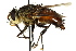 ( - CNC DIPTERA 162476)  @14 [ ] CreativeCommons - Attribution (2012) CNC/CBG Photography Group Centre for Biodiversity Genomics
