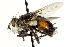  ( - CNC DIPTERA 162480)  @14 [ ] CreativeCommons - Attribution (2012) CNC/CBG Photography Group Centre for Biodiversity Genomics