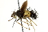  (Dejeaniops sp. 1 - CNC DIPTERA 162487)  @11 [ ] CreativeCommons - Attribution (2012) CNC/CBG Photography Group Centre for Biodiversity Genomics