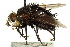 ( - CNC DIPTERA 162509)  @11 [ ] CreativeCommons - Attribution (2012) CNC/CBG Photography Group Centre for Biodiversity Genomics