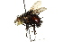  ( - CNC DIPTERA 162512)  @11 [ ] CreativeCommons - Attribution (2012) CNC/CBG Photography Group Centre for Biodiversity Genomics