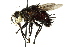  (Juriniopsis nr. lampuris - CNC DIPTERA 162518)  @11 [ ] CreativeCommons - Attribution (2012) CNC/CBG Photography Group Centre for Biodiversity Genomics
