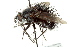  ( - CNC DIPTERA 162557)  @11 [ ] CreativeCommons - Attribution (2012) CNC/CBG Photography Group Centre for Biodiversity Genomics