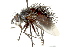  ( - CNC DIPTERA 162558)  @11 [ ] CreativeCommons - Attribution (2012) CNC/CBG Photography Group Centre for Biodiversity Genomics