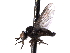 ( - CNC DIPTERA 161427)  @12 [ ] CreativeCommons - Attribution (2012) CNC/CBG Photography Group Centre for Biodiversity Genomics