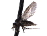  ( - CNC DIPTERA 161428)  @13 [ ] CreativeCommons - Attribution (2012) CNC/CBG Photography Group Centre for Biodiversity Genomics