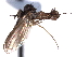 ( - CNC DIPTERA 161443)  @12 [ ] CreativeCommons - Attribution (2012) CNC/CBG Photography Group Centre for Biodiversity Genomics