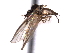  ( - CNC DIPTERA 161445)  @12 [ ] CreativeCommons - Attribution (2012) CNC/CBG Photography Group Centre for Biodiversity Genomics