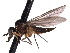  ( - CNC DIPTERA 161449)  @13 [ ] CreativeCommons - Attribution (2012) CNC/CBG Photography Group Centre for Biodiversity Genomics