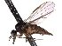  ( - CNC DIPTERA 161450)  @11 [ ] CreativeCommons - Attribution (2012) CNC/CBG Photography Group Centre for Biodiversity Genomics