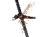  ( - CNC DIPTERA 161451)  @11 [ ] CreativeCommons - Attribution (2012) CNC/CBG Photography Group Centre for Biodiversity Genomics