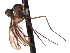  ( - CNC DIPTERA 161453)  @11 [ ] CreativeCommons - Attribution (2012) CNC/CBG Photography Group Centre for Biodiversity Genomics