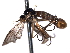  ( - CNC DIPTERA 161469)  @12 [ ] CreativeCommons - Attribution (2012) CNC/CBG Photography Group Centre for Biodiversity Genomics