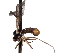  ( - CNC DIPTERA 161470)  @12 [ ] CreativeCommons - Attribution (2012) CNC/CBG Photography Group Centre for Biodiversity Genomics