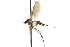  ( - CNC DIPTERA 192139)  @13 [ ] CreativeCommons - Attribution (2012) CNC/CBG Photography Group Centre for Biodiversity Genomics