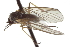  ( - CNC DIPTERA 192141)  @12 [ ] CreativeCommons - Attribution (2012) CNC/CBG Photography Group Centre for Biodiversity Genomics