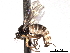  ( - CNC DIPTERA 192159)  @11 [ ] CreativeCommons - Attribution (2012) CNC/CBG Photography Group Centre for Biodiversity Genomics
