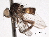  ( - CNC DIPTERA 192198)  @11 [ ] CreativeCommons - Attribution (2012) CNC/CBG Photography Group Centre for Biodiversity Genomics