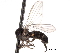  ( - CNC DIPTERA 192202)  @13 [ ] CreativeCommons - Attribution (2012) CNC/CBG Photography Group Centre for Biodiversity Genomics