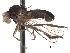  ( - CNC DIPTERA 192203)  @13 [ ] CreativeCommons - Attribution (2012) CNC/CBG Photography Group Centre for Biodiversity Genomics