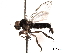  ( - CNC DIPTERA 192207)  @13 [ ] CreativeCommons - Attribution (2012) CNC/CBG Photography Group Centre for Biodiversity Genomics
