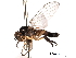  ( - CNC DIPTERA 192208)  @13 [ ] CreativeCommons - Attribution (2012) CNC/CBG Photography Group Centre for Biodiversity Genomics