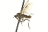  (Rhamphomyia sp. 2 - CNC DIPTERA 161515)  @14 [ ] CreativeCommons - Attribution (2011) CNC/CBG Photography Group Centre for Biodiversity Genomics