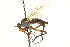  (Rhamphomyia sp. 5 - CNC DIPTERA 161531)  @14 [ ] CreativeCommons - Attribution (2011) CNC/CBG Photography Group Centre for Biodiversity Genomics