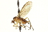  (Rhamphomyia sp. 8 - CNC DIPTERA 161538)  @14 [ ] CreativeCommons - Attribution (2011) CNC/CBG Photography Group Centre for Biodiversity Genomics