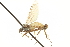 ( - CNC DIPTERA 161542)  @11 [ ] CreativeCommons - Attribution (2011) CNC/CBG Photography Group Centre for Biodiversity Genomics
