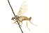  ( - CNC DIPTERA 161543)  @11 [ ] CreativeCommons - Attribution (2011) CNC/CBG Photography Group Centre for Biodiversity Genomics