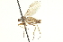  ( - CNC DIPTERA 161545)  @11 [ ] CreativeCommons - Attribution (2011) CNC/CBG Photography Group Centre for Biodiversity Genomics