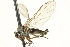  ( - CNC DIPTERA 161556)  @13 [ ] CreativeCommons - Attribution (2011) CNC/CBG Photography Group Centre for Biodiversity Genomics